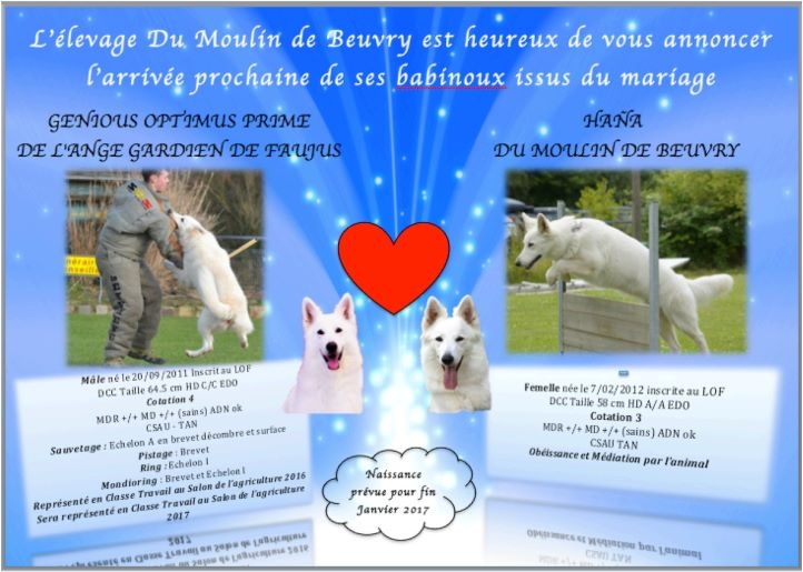 EVOLUTION CHIOTS HAÑA/GENIOUS NES LE 18.1.17 CHEZ NOUS