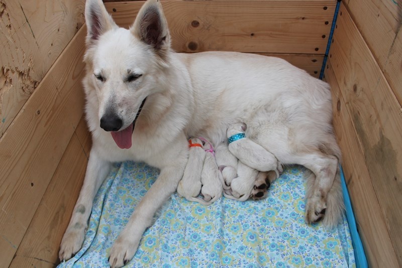 Nouveaux chiots de GOKANE et HATCHI nés le 1.10.13