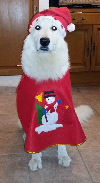 NOEL 2015. Merci à tous nos clients/amis pour les photos