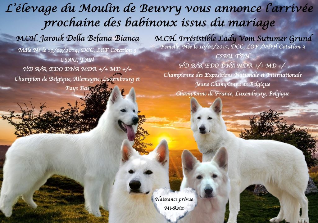 BB DE LADY JAROUK NES LE 23 AOUT 2018 : EVOLUTION