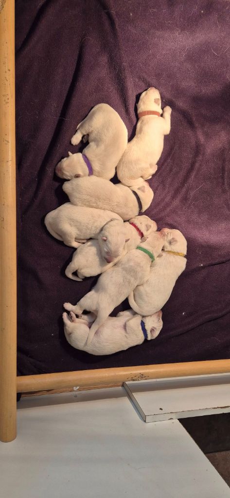 Du Moulin De Beuvry - Berger Blanc Suisse - Portée née le 18/11/2025